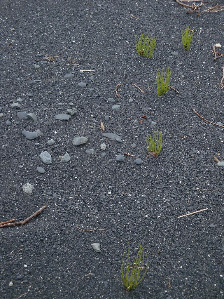 DSC00074.JPG -                                